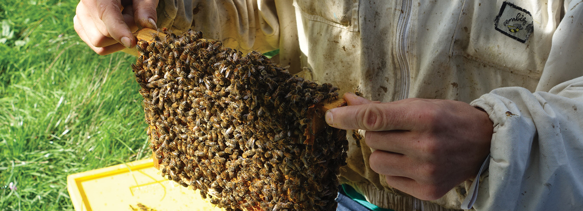 Miel et Loire : cadron sorti d'une ruche par Max, apiculteur à Bouchemaine (49)
